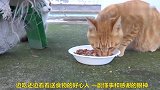 好心人给两只猫咪送来食物，一只猛吃一只看着，弱者还差点被打