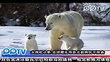大熊吃小熊全球暖化导致北极熊饥不择食