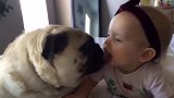 宝宝来了，哈士奇亲吻小主人，宝宝一脸开心