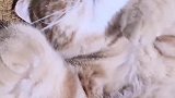睡的香香的，最后猛的醒来是怎么个情况