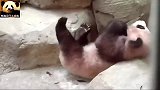 熊猫圆梦丑萌丑萌的，没有小伙伴，只能自娱自乐