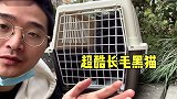 带独眼大黑熊‘整容’拆线：霸气侧漏！