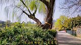 和美德老张打卡北京城第8期：探访紫竹公园里的紫竹禅院