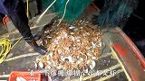 乡仔出海用多年捕捞方法，捕获眼前一幕的都是值钱货，这下发财了