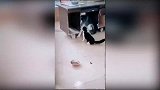 这么欠捶的二哈我还是第一次见！