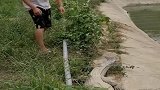 年轻人徒手抓鳄鱼，险些被鳄鱼中伤，简直是玩命啊！