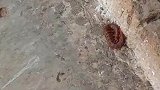 小鸡争抢吃蜈蚣，没过一会倒在地上抽搐