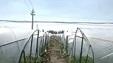 上万斤西瓜被摘光男子现场抓住3个人 民警：无法认定是偷