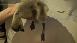 [搞笑]鵝嬰兒試圖入睡