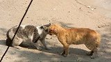 两只猫咪打架势不可挡，打的猫毛满天飞太精彩了