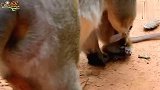 一定是后妈可怜的小猴被猴妈踩住虐待，真是气愤