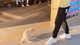网上最近很火的步伐，怎么到我这就不一样了，这只狗好像一点也不