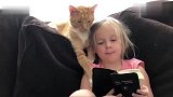 一只超暖心的大猫，每天陪小主人晨读，让人羡慕不已