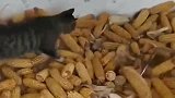 狸花猫, 这么多玉米都入不了我的眼, 唯有老鼠才是最爱