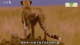 鬣狗盯上小猎豹，小猎豹是如何绝处逢生的？镜头拍下全过程！