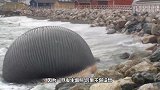 花豹发现一头死去的斑马，上去就开咬，不料斑马肚子突然爆炸