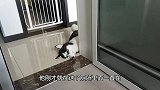 狗狗偷看主人上厕所,见主人要赶它走竟装睡,蠢萌蠢萌的太可爱了