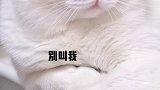 听说你发了我喝水的视频！现在都知道我是傻的了！ 星探家 猫 吸猫 萌宠