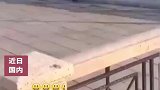 猫咪准备偷袭鸽子时，下一秒竟被鸽子一坨屎偷袭