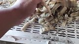 闽南潮汕一带的美食毒药：生腌皮皮虾，不过少了香菜有点遗憾