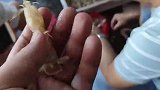 闽南潮汕一带的美食毒药：生腌皮皮虾，不过少了香菜有点遗憾