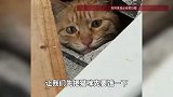 真“猫眼”监控！猫咪被困墙体近20天终获救，主人：希望能给它长个记性