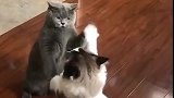 猫：铲屎的，我在和小伙伴儿练太极呢！