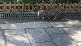 猫：不给我小鱼干，我就自己抓老鼠吃！
