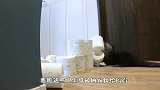 卫生纸墙挑战！两只水獭能成功通过吗？结局笑爆了