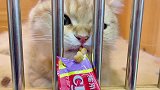 假期养猪计划快接近尾声了……