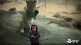 动物园狮子看到小盆友的反应，笑疯了