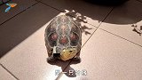 黄缘盒龟交配繁殖期间壳被咬掉了一大块，悲剧了！铲屎官看的心疼