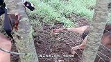 浣熊被压在树下，男子正想要救援，却迎来“饿狼反扑”