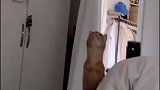 猫咪这是个灯，不是你的窝
