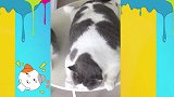 猫群众，一只装有“钛合金”猫眼的小胖子出现了！