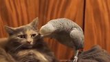 猫咪：这怕是只傻鸟！除了视而不见，还能咋地