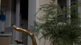 女子本想焚香结果文竹被烧秃