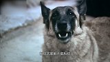 流浪狗只剩一副骨架被好心人收养 3月后朋友们都抢着要
