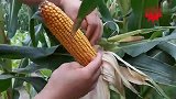 邯郸成安县：矮秆大棒，耐密植又耐稀植，九抗牌“金花九号”