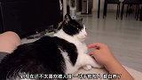 猫咪不让碰它，还喜欢咬，这只猫咪是不是白养了