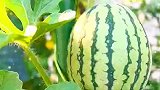保护心脏，这五类食物要少吃