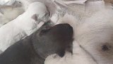 一只小白狗比其它两只小一半，但它吃起母乳来，简直势不可挡！