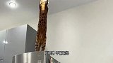 猫快去拿棍子我怎么感觉手麻麻的