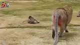 小猴子在地上转圈哭，一横到底，搞笑
