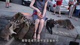 心机浣熊忽悠狗狗游泳，下水后才知道，浣熊真正的目的！