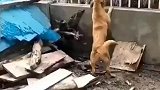 一狗挑战四虎，这是要馋死老虎吗？