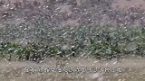 虎皮鹦鹉泛滥，“绿压压”一片铺天盖地，比蝗虫还猛，这能吃吗？