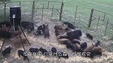 虎皮鹦鹉泛滥，“绿压压”一片铺天盖地，比蝗虫还猛，这能吃吗？