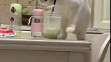 猫：铲屎官就是这样喝的啊，我怎么就不行呢！