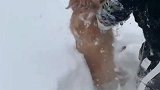 大哥带狗子玩雪的搞笑操作，狗子说你比我还像狗！